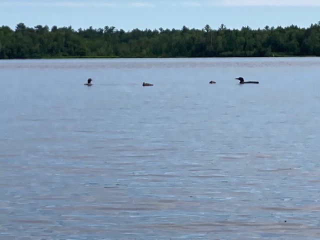 Photo of four loons on a lake. Two parents and two adolescent loons.