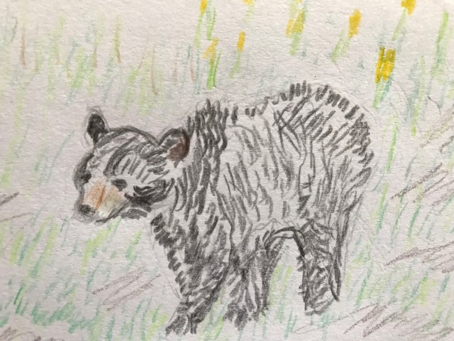 Colored pencil drawing of a black bear in some grasses.