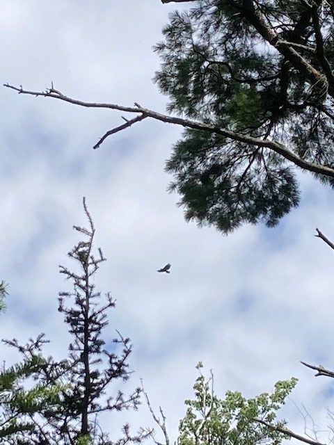 Photo of an eagle or osprey flying above the trees.