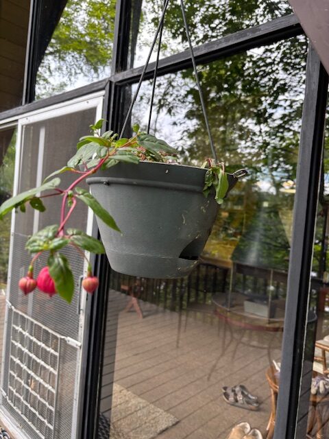 photo of hanging plant