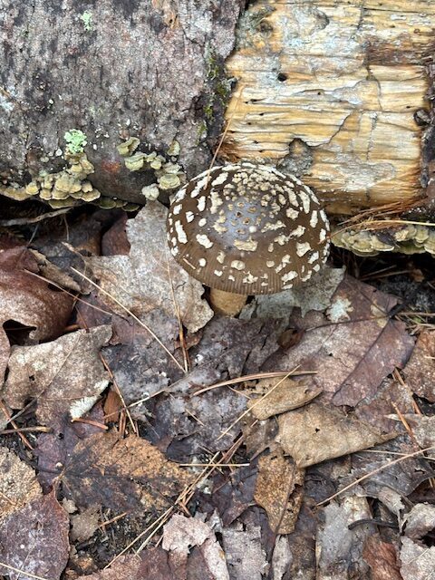 mushroom day 5. Beautiful!