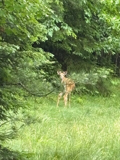 deer in woods