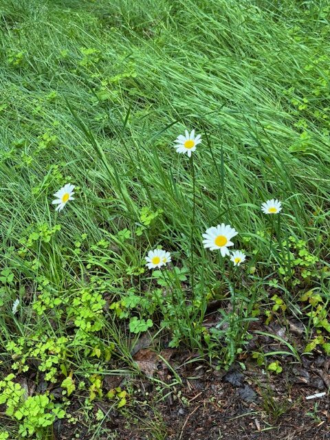 daisy flowers in grass