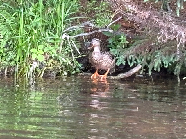 duck on log