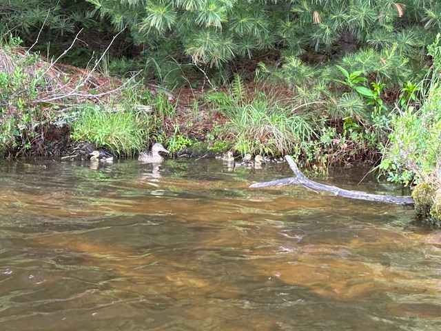 ducks swimming near shore