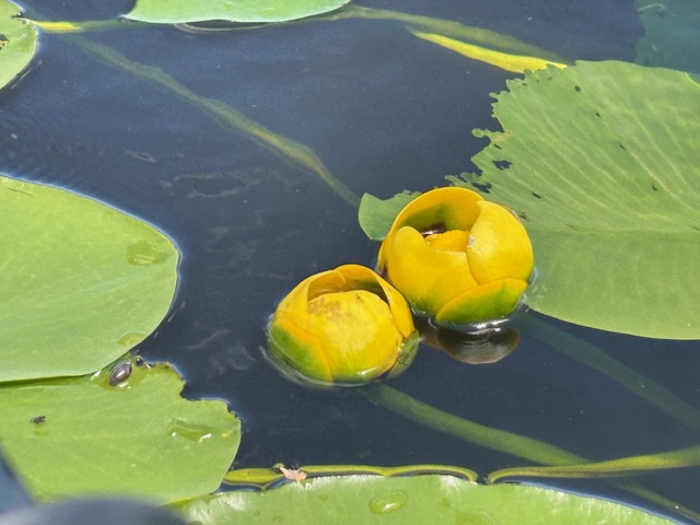 photo of a yellow lily flower