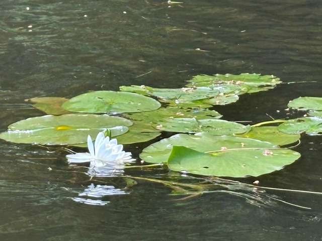 photo of white lily flower next to some lily pads