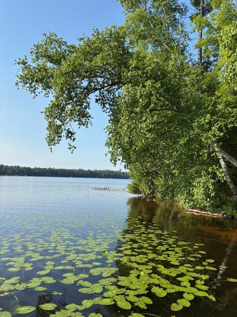 photo of the lake shoreline with a patch of lily pads