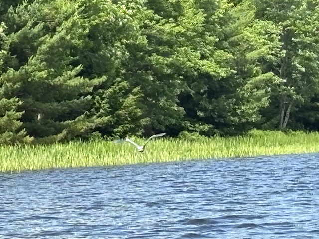 Great blue heron flying near lake
