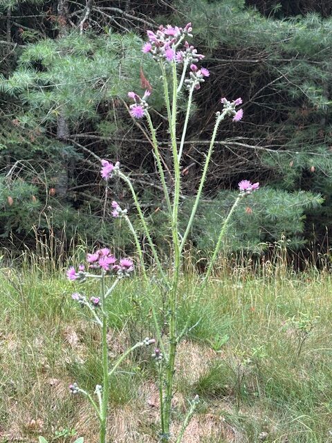 photo of a tall purple flower