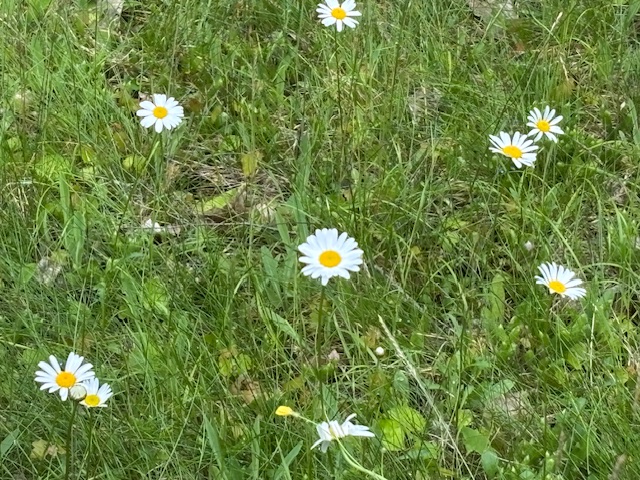 photo of a white daisy flower