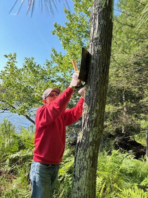 photo of man posting a sign on a tree