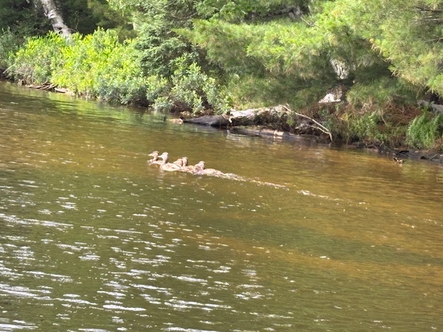photo of ducks swimming away