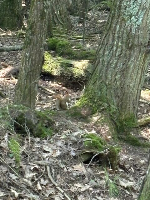 photo of squirrel near tree