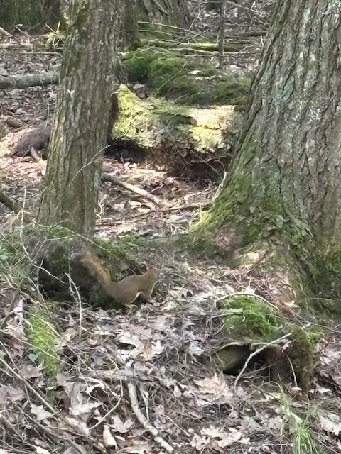 photo of a squirrel near the base of some trees
