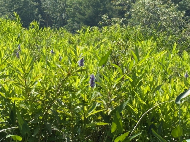 photo or pickerel weed with purple flowers