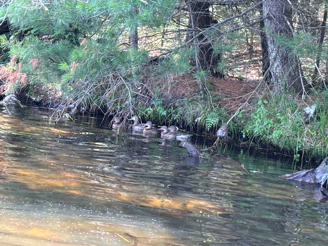 photo of ducks swimming near shore