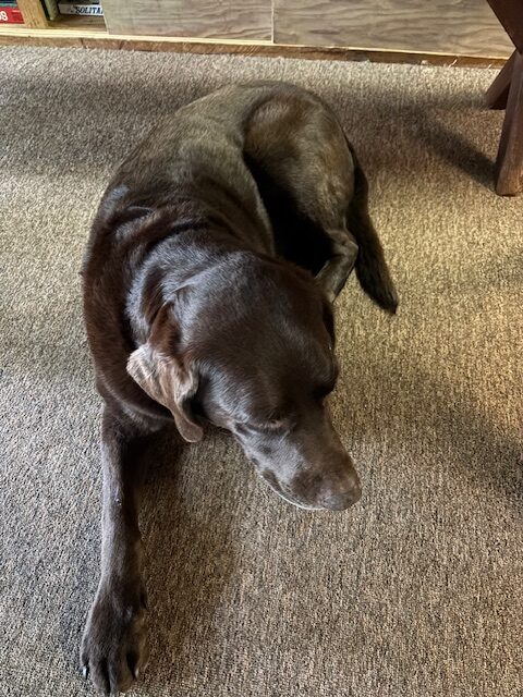 photo or Rey resting inside the a-frame