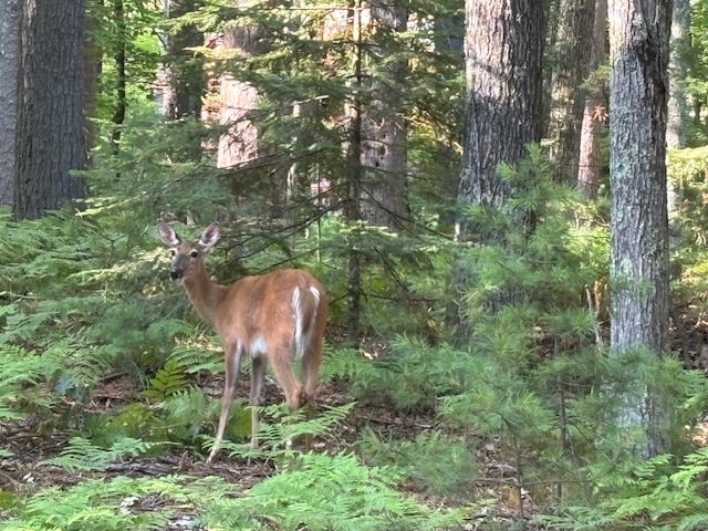 photo of deer in woods