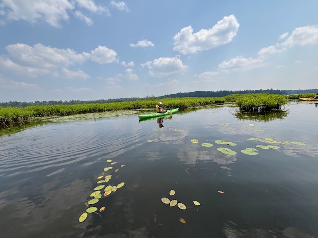 photo of kayaker near bogs