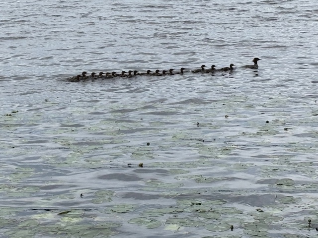 Merganser with about 15 chicks