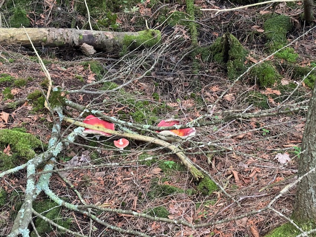 mushrooms on forest floor