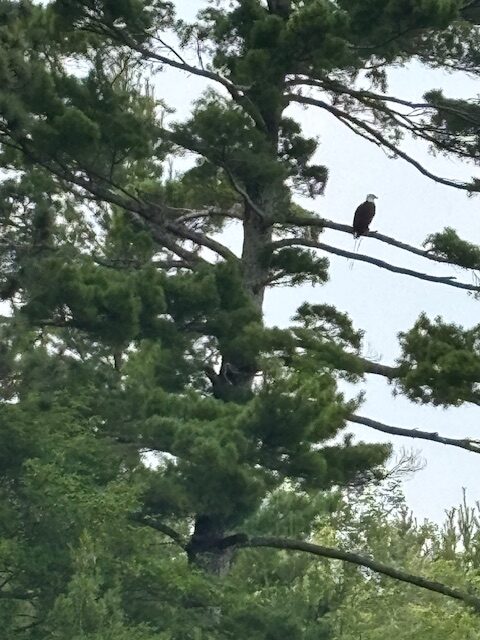 eagle perched in tall red pin tree