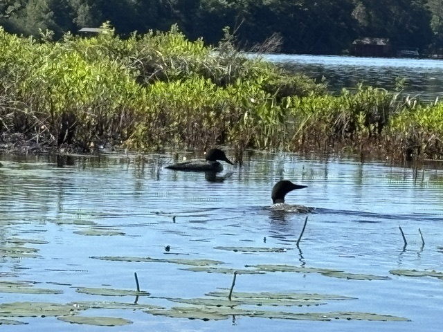 loons in the lake