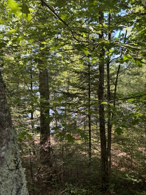 photo of trees at island
