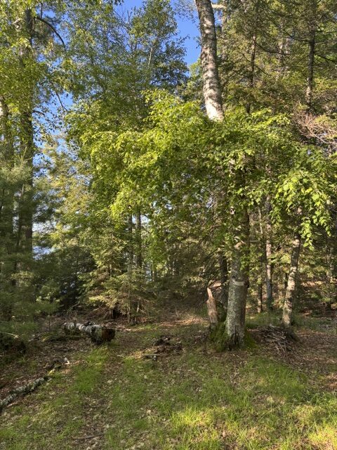 photo of trees and walking path on island