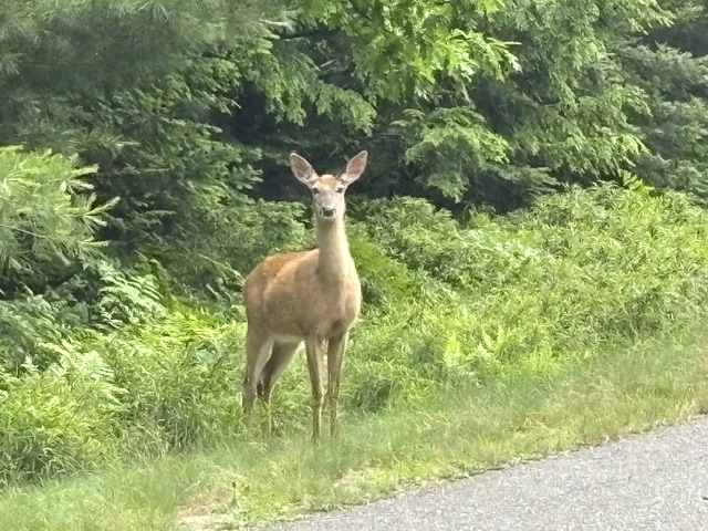 photo of deer