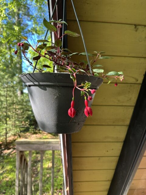 photo of hanging plant