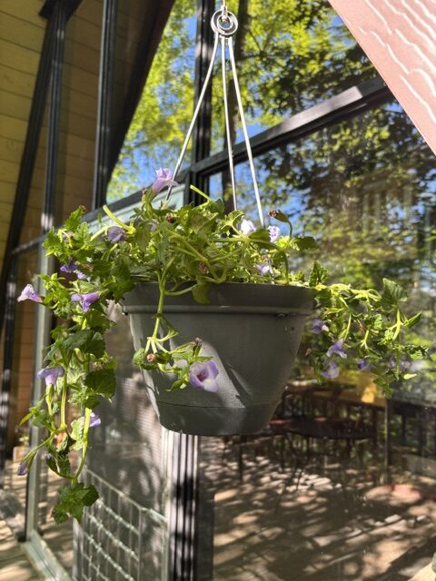 photo of hanging plant
