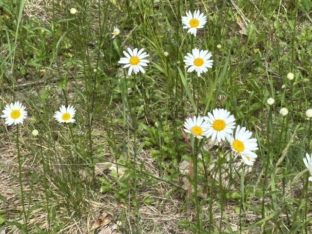 photo of daisies