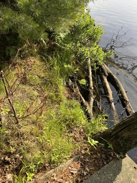 photo of lake shore