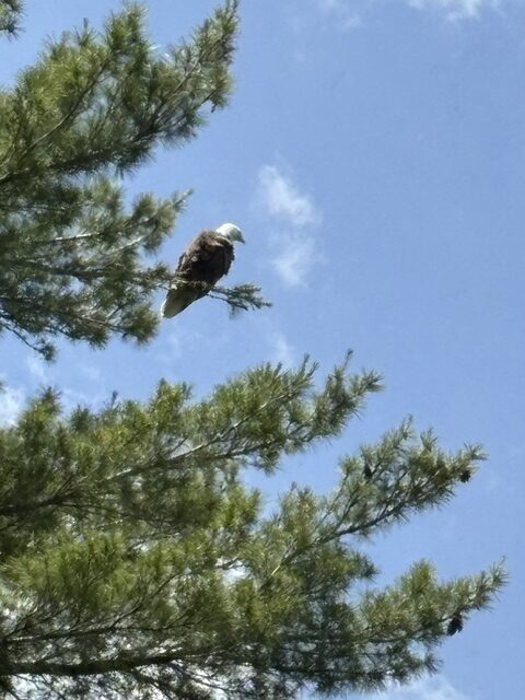 eagle perched in a tree