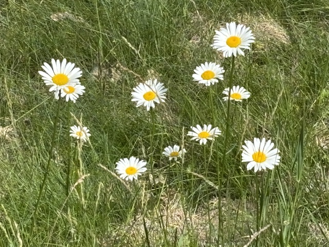 daisies