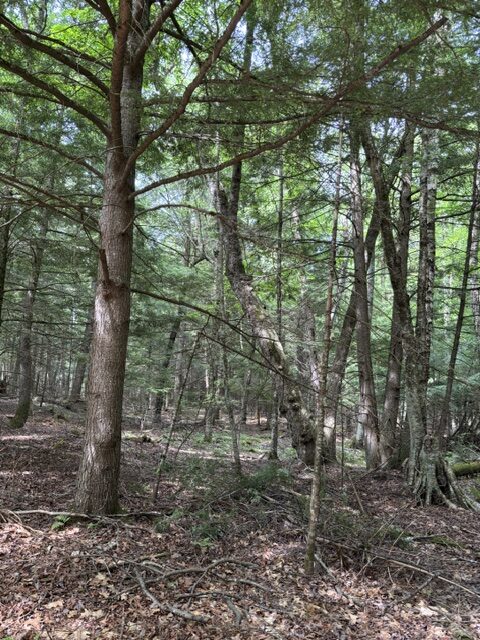 woods
