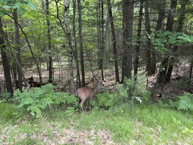 deer in woods