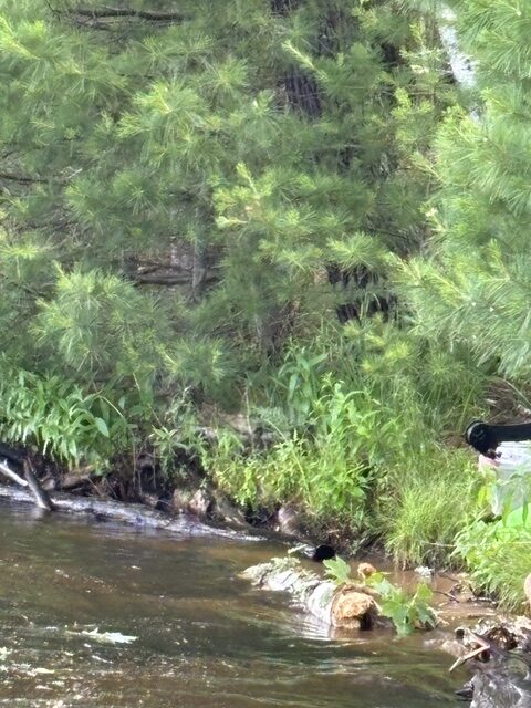 photo of tree limb
