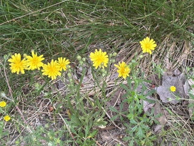 yellow flowers