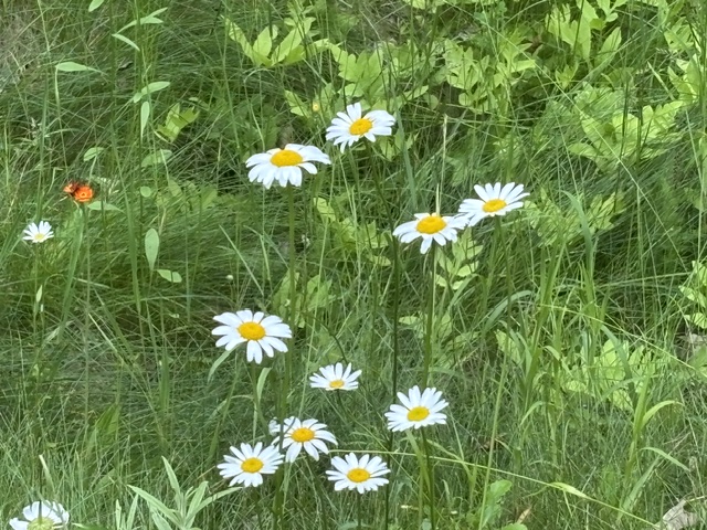 white flowers