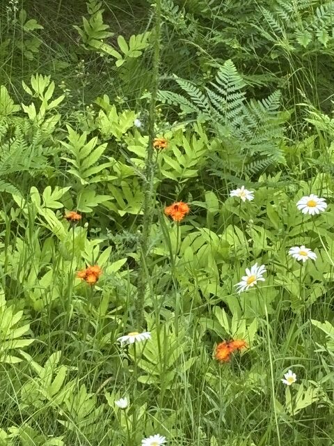 flowers