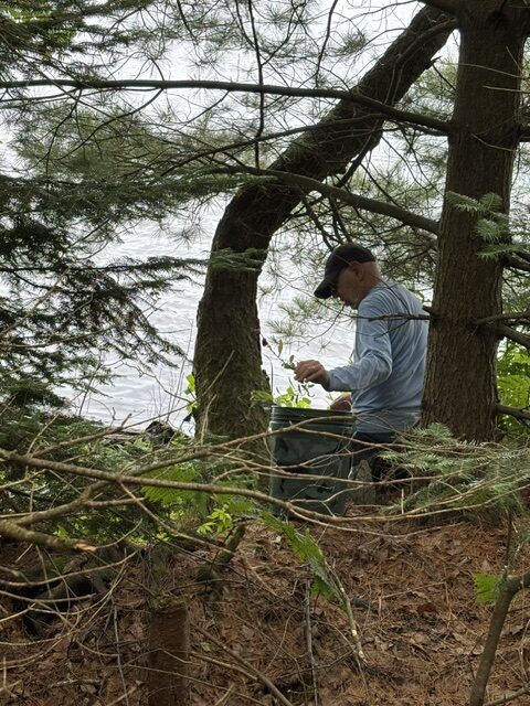 man picking flowers in forest