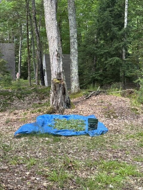tarp with forget-me-not flowers