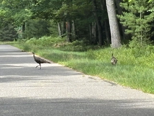 Turkeys at side of road