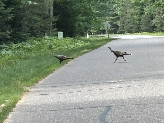 turkeys sprinting across road