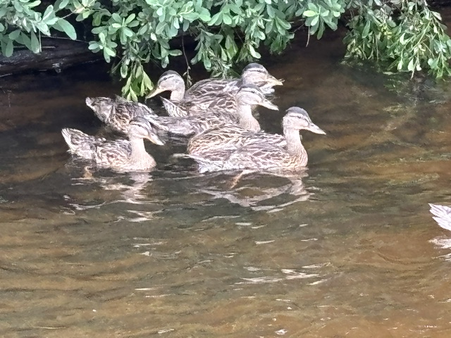 5 ducks