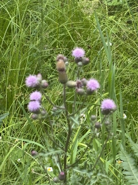 purple flower