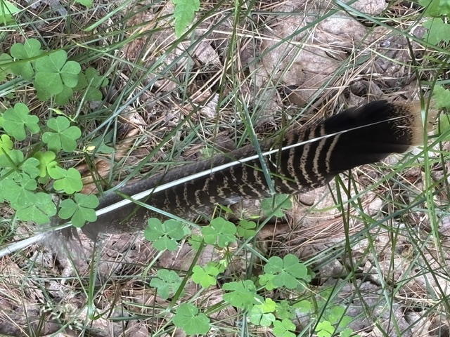 eagle feather. 